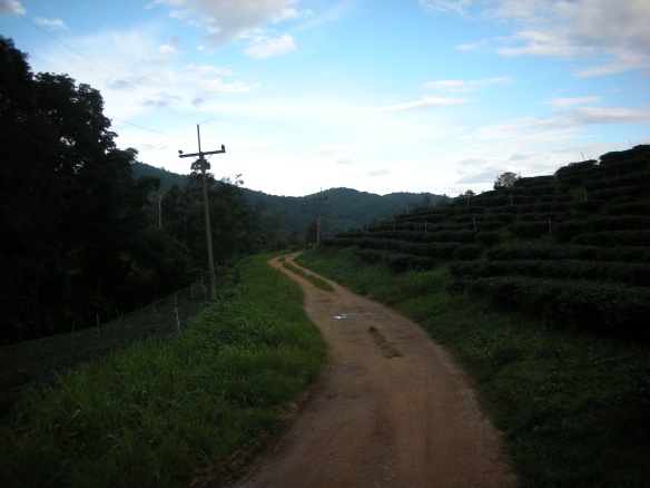 Jungle road... with a green tea plantation on the right. Super neat!